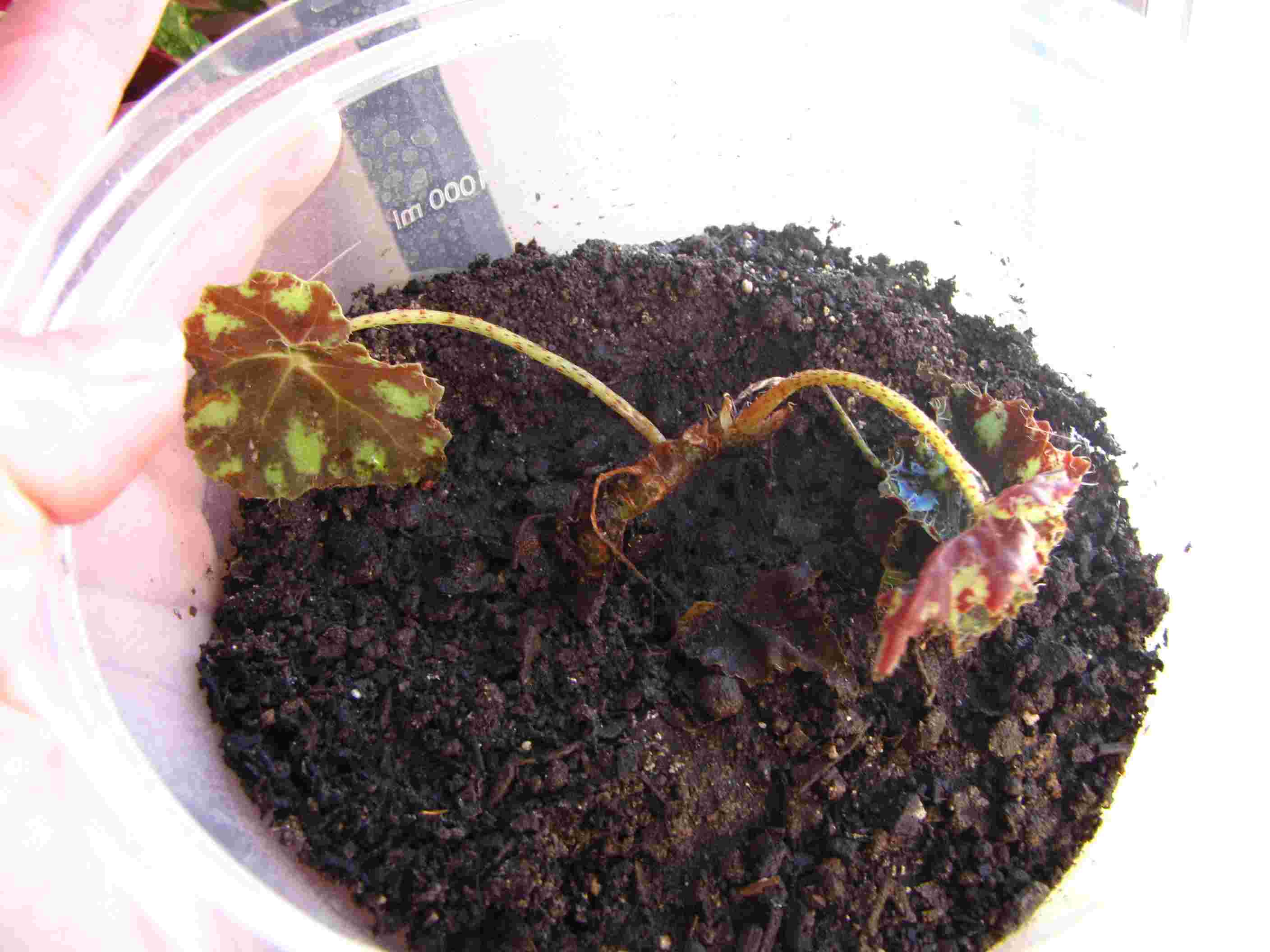 [Foto de planta, jardin, jardineria]