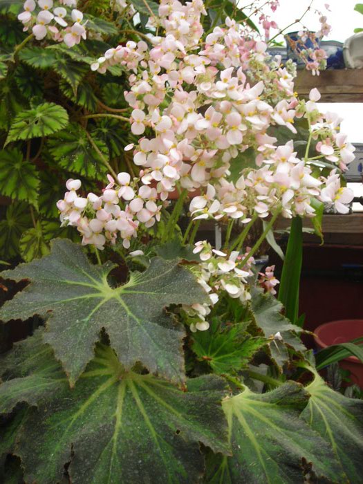 [Foto de planta, jardin, jardineria]