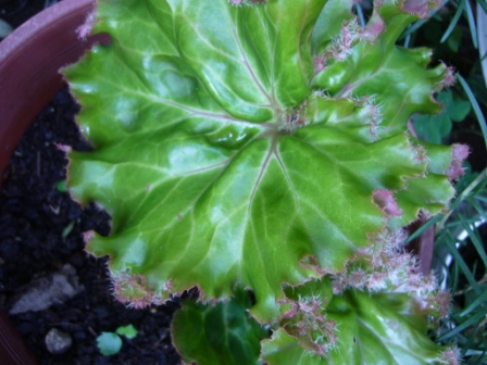 [Foto de planta, jardin, jardineria]