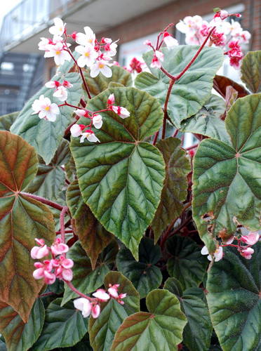 Varios temas sobre begonias