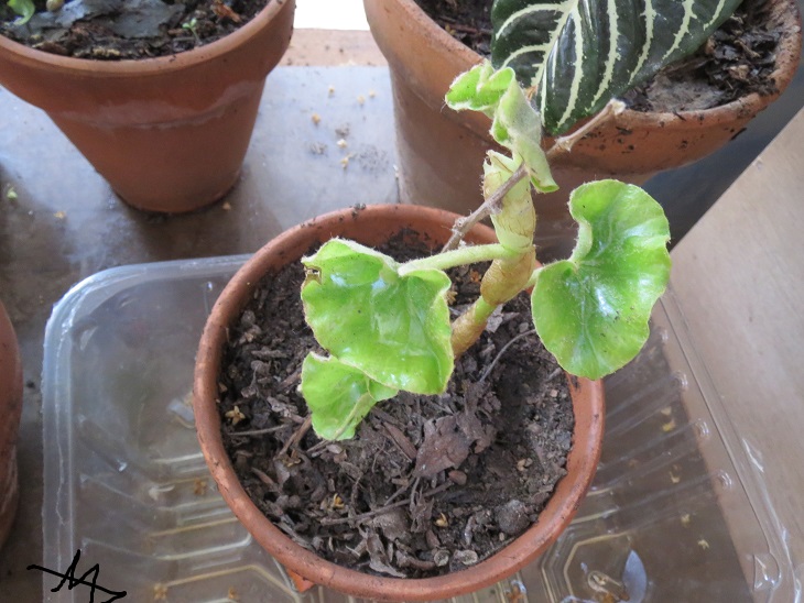 [Foto de planta, jardin, jardineria]
