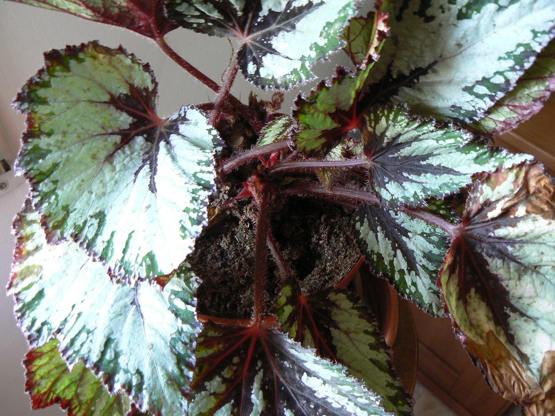 Begonia rex