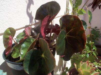 [Foto de planta, jardin, jardineria]