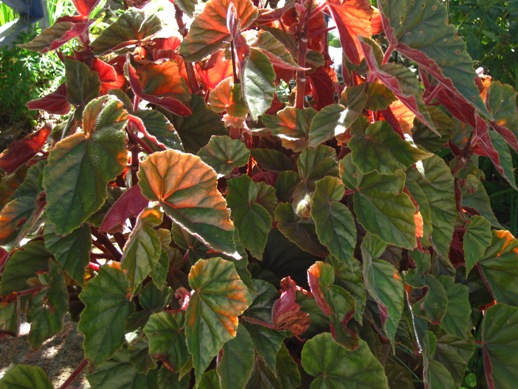 [Foto de planta, jardin, jardineria]