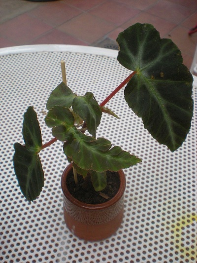 [Foto de planta, jardin, jardineria]