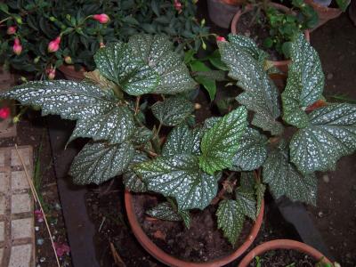 [Foto de planta, jardin, jardineria]