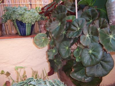 [Foto de planta, jardin, jardineria]