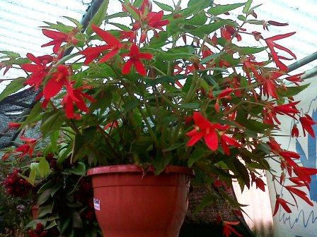 [Foto de planta, jardin, jardineria]