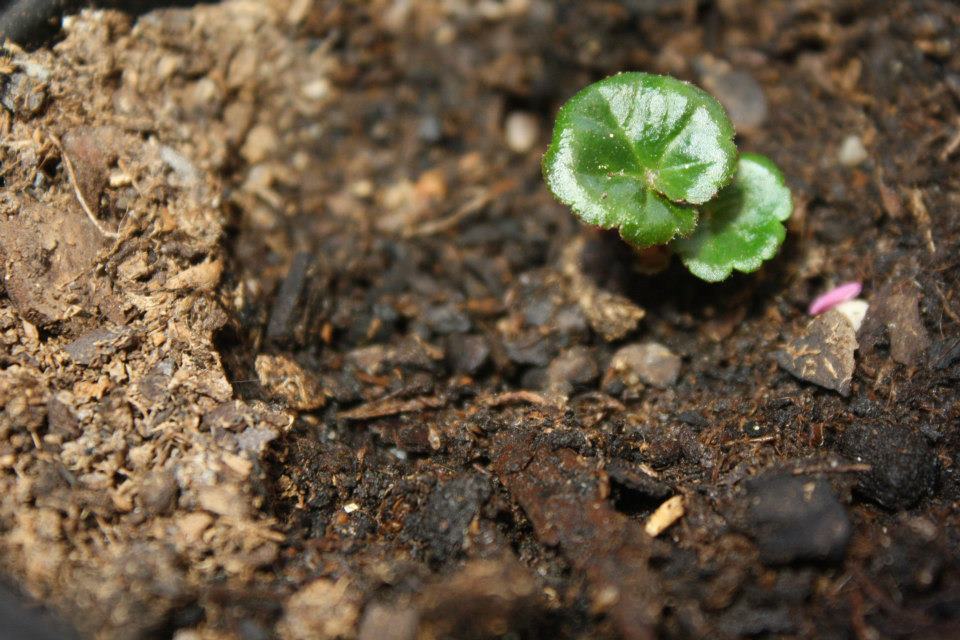 [Foto de planta, jardin, jardineria]
