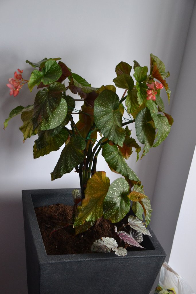 [Foto de planta, jardin, jardineria]