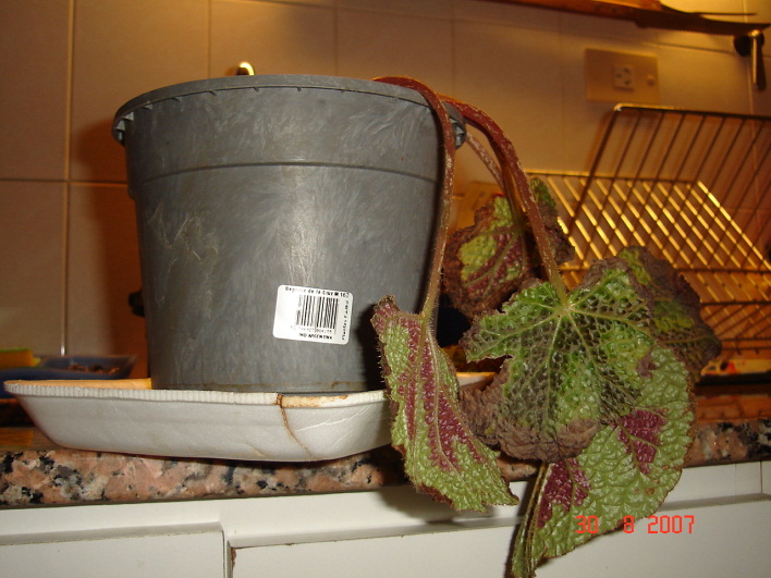 [Foto de planta, jardin, jardineria]