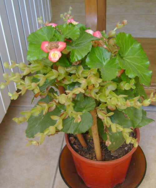 [Foto de planta, jardin, jardineria]