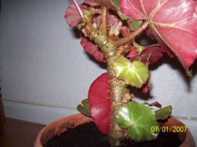 [Foto de planta, jardin, jardineria]