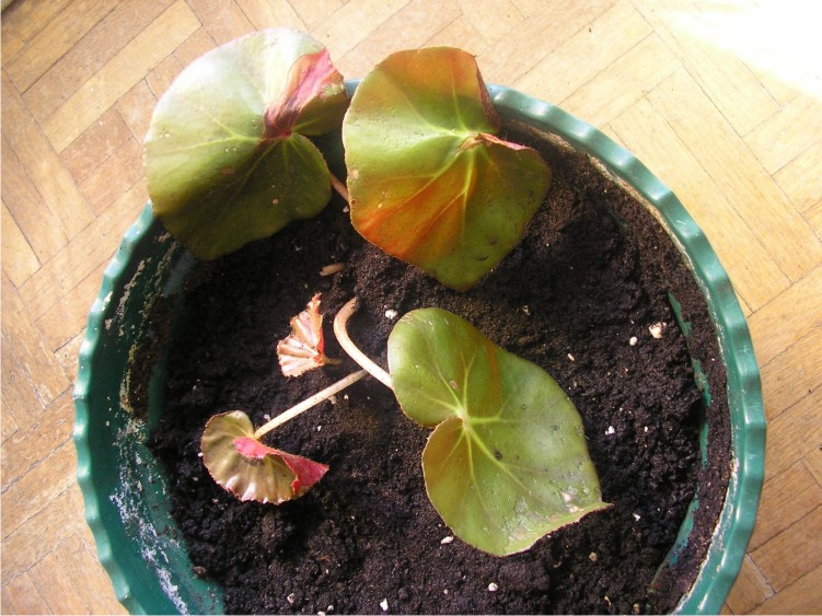 [Foto de planta, jardin, jardineria]