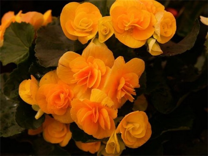 Begonia tuberosa