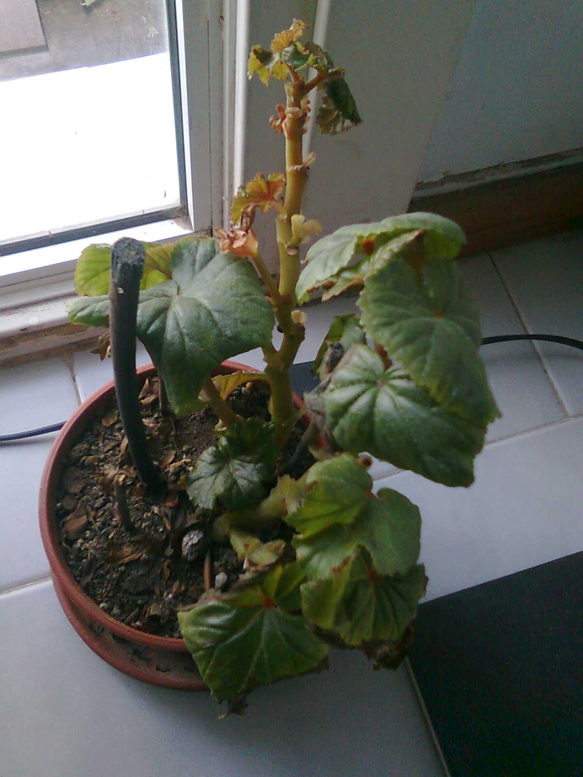 [Foto de planta, jardin, jardineria]
