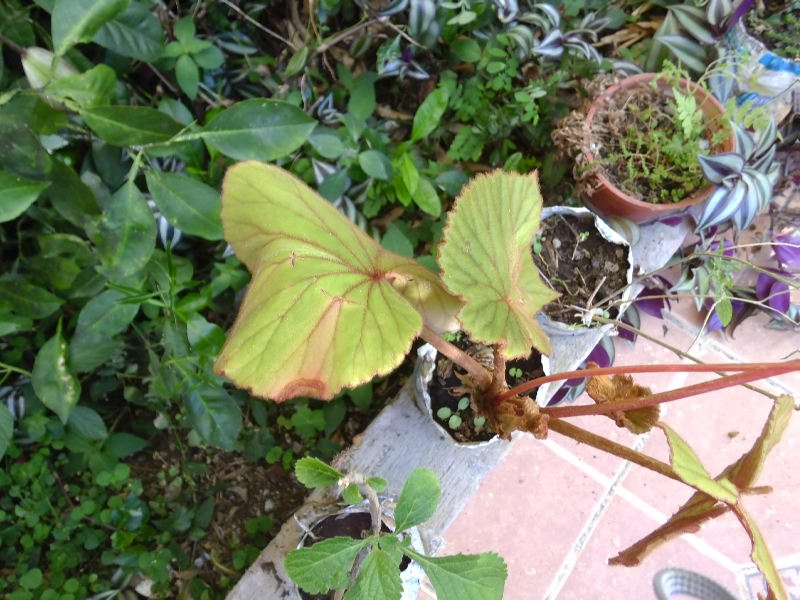 [Foto de planta, jardin, jardineria]