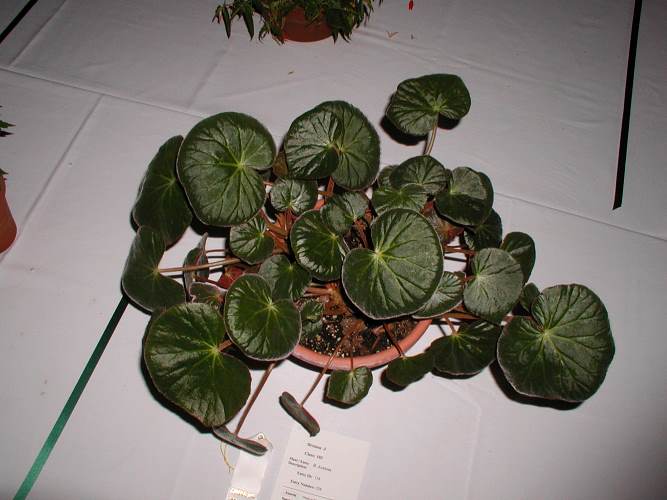 Varias especies y variedades de begonias