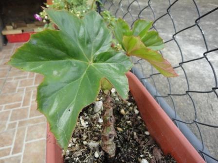 [Foto de planta, jardin, jardineria]