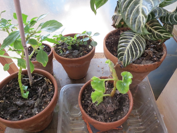 [Foto de planta, jardin, jardineria]