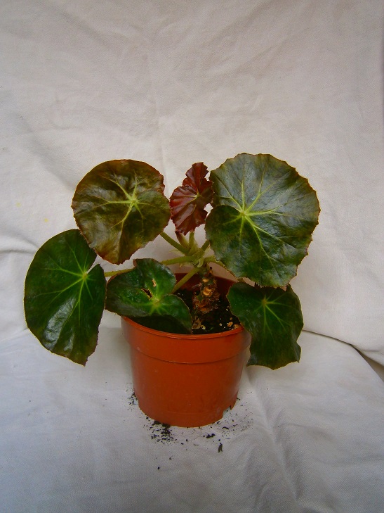 [Foto de planta, jardin, jardineria]