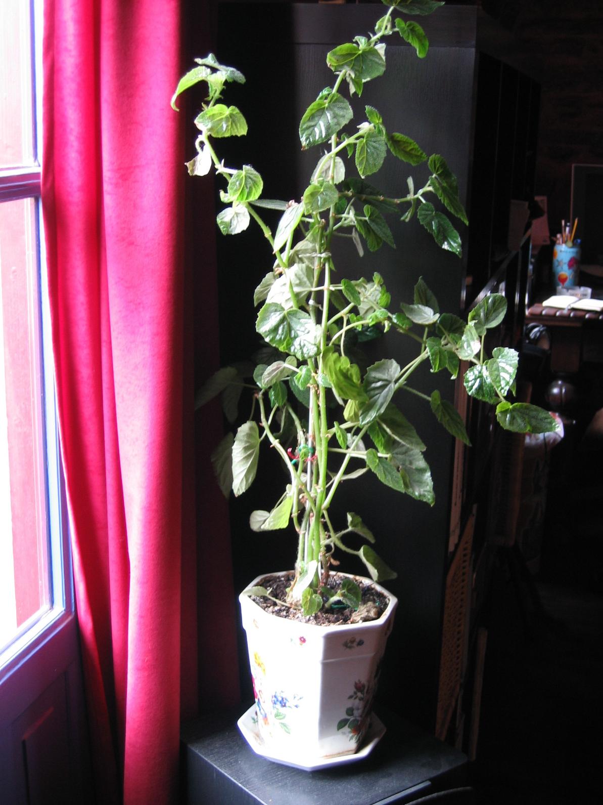[Foto de planta, jardin, jardineria]