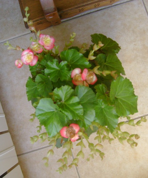 [Foto de planta, jardin, jardineria]