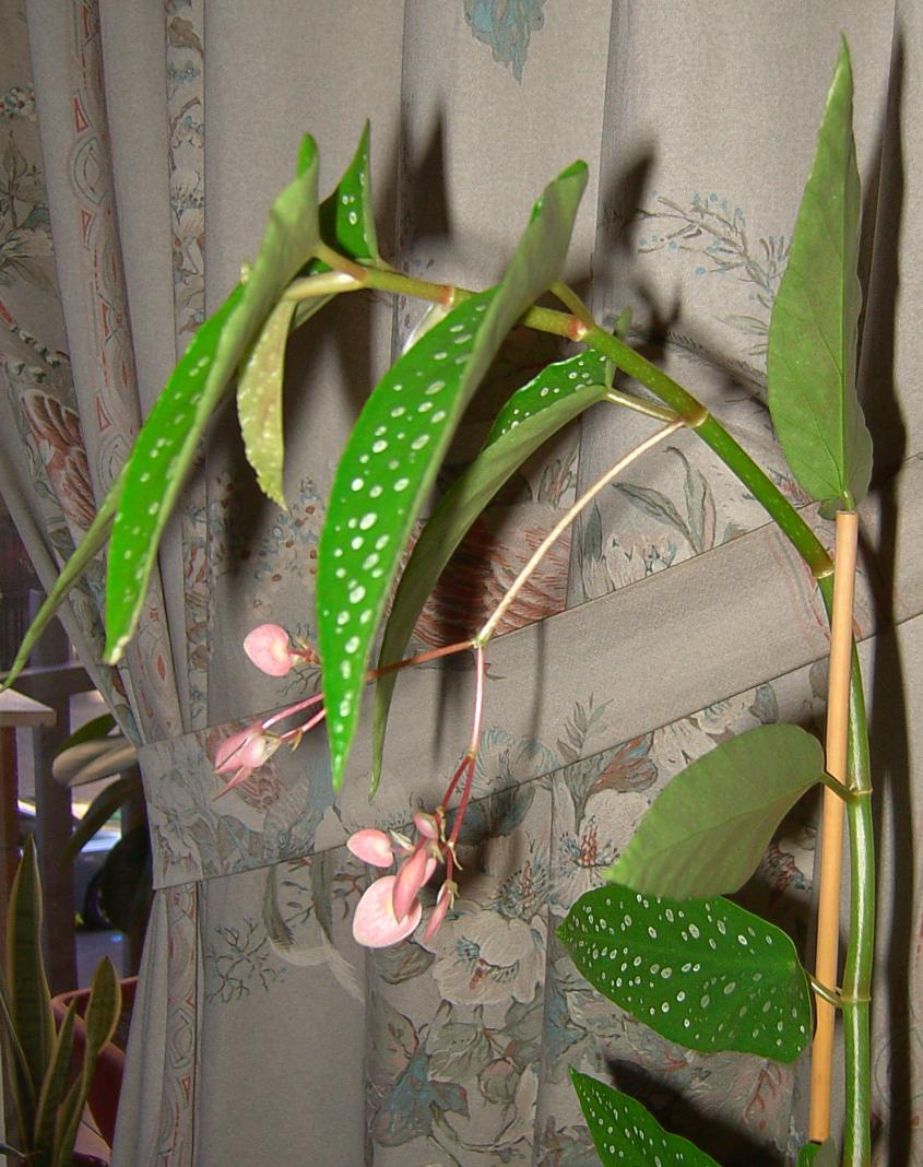 [Foto de planta, jardin, jardineria]