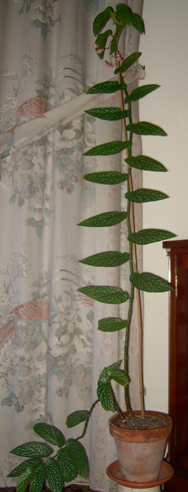 [Foto de planta, jardin, jardineria]