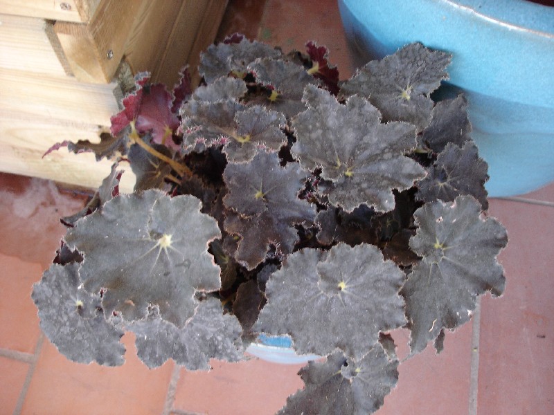 [Foto de planta, jardin, jardineria]