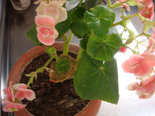 [Foto de planta, jardin, jardineria]
