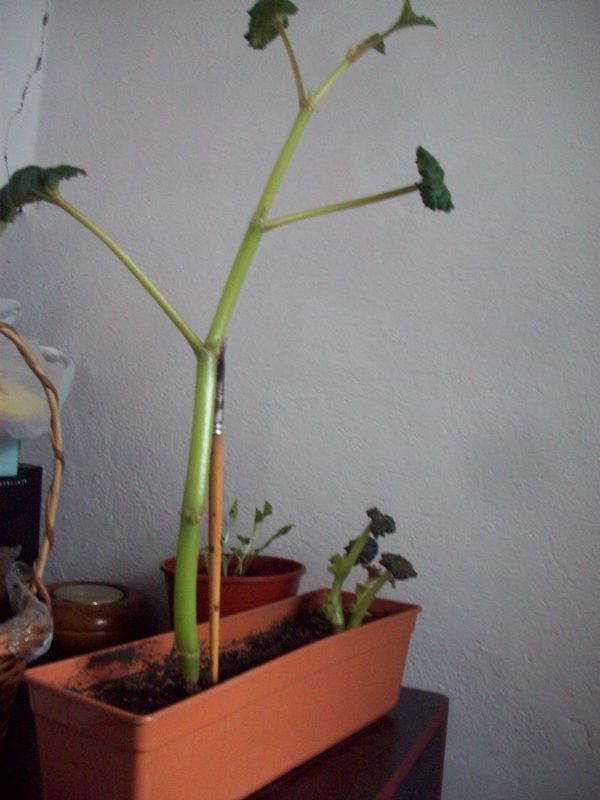 Begonia tuberosa