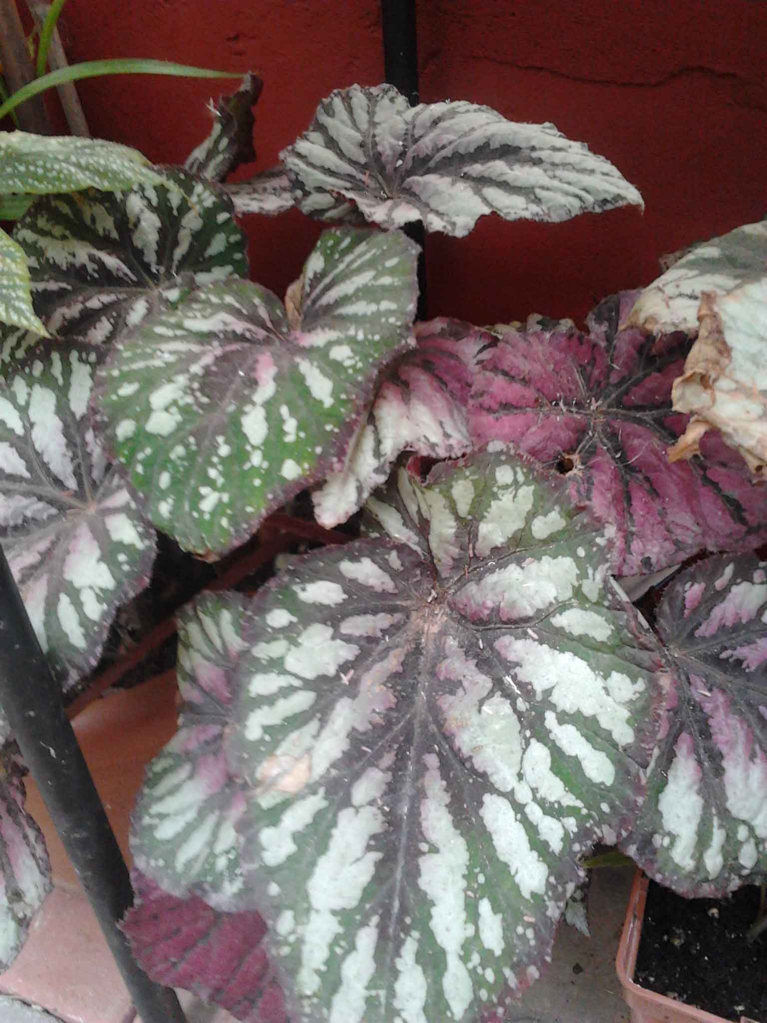 Varios temas sobre begonias