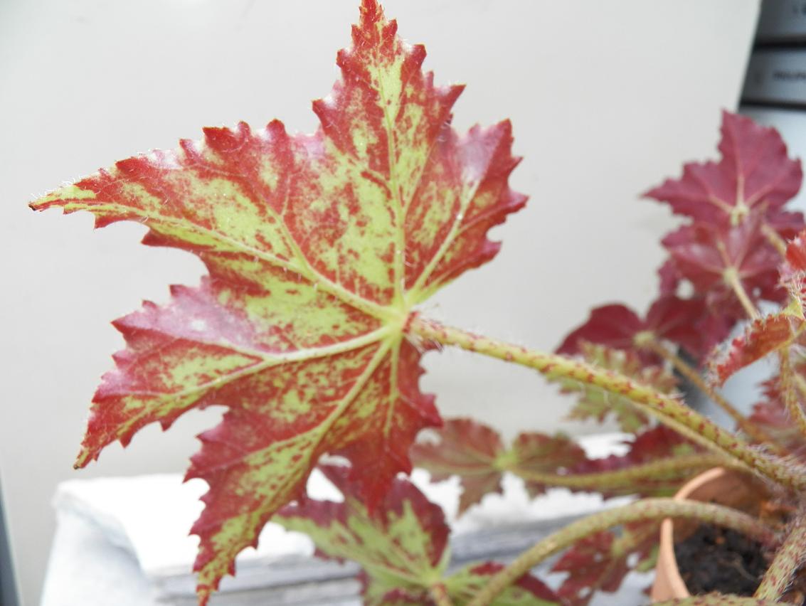 [Foto de planta, jardin, jardineria]