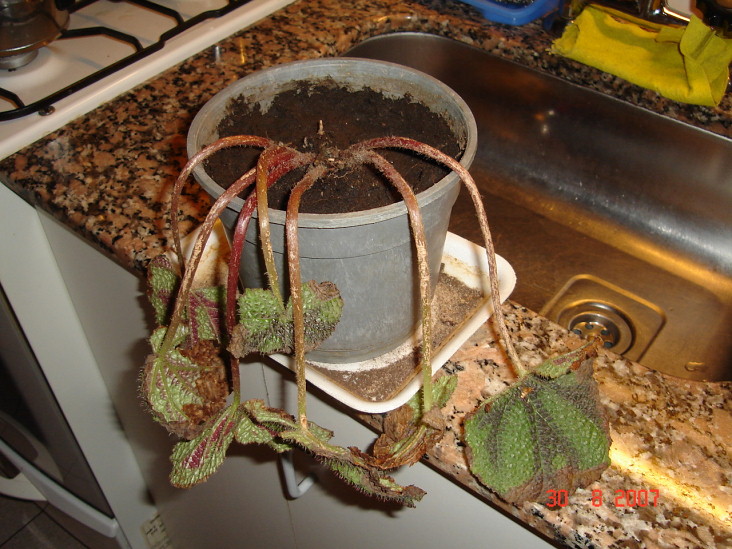 [Foto de planta, jardin, jardineria]