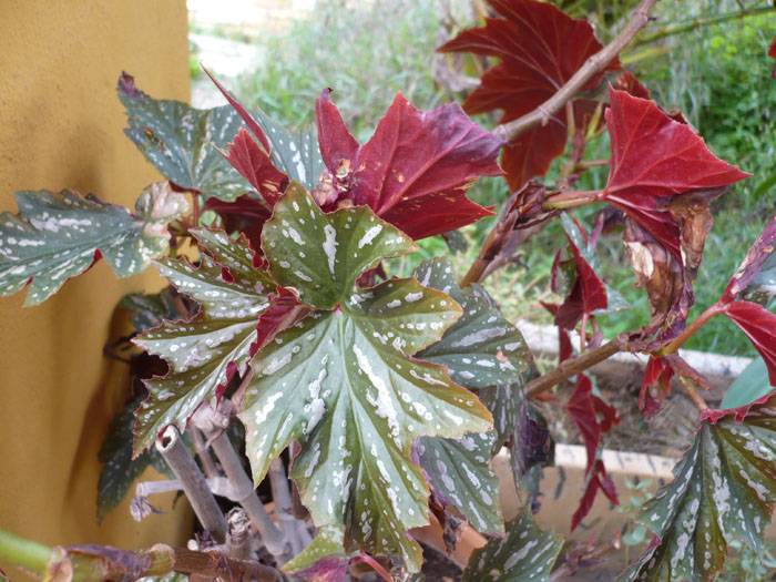 [Foto de planta, jardin, jardineria]
