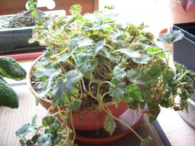 [Foto de planta, jardin, jardineria]