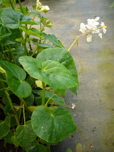 [Foto de planta, jardin, jardineria]