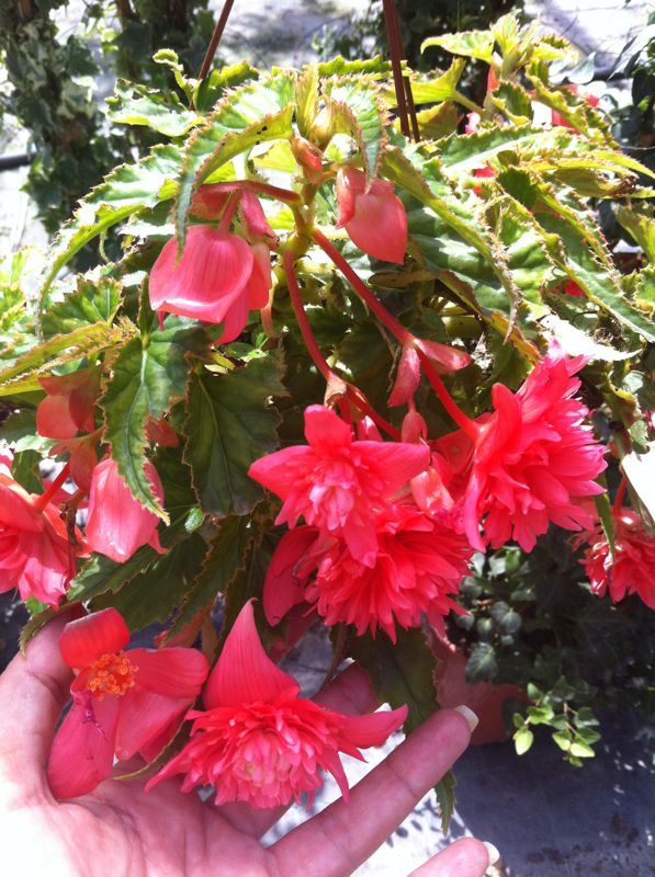 [Foto de planta, jardin, jardineria]