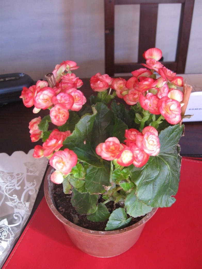 [Foto de planta, jardin, jardineria]