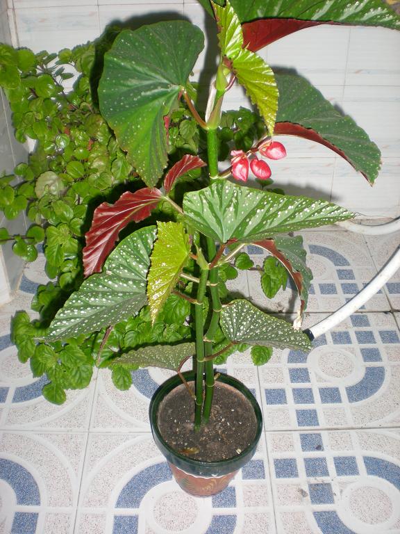 [Foto de planta, jardin, jardineria]