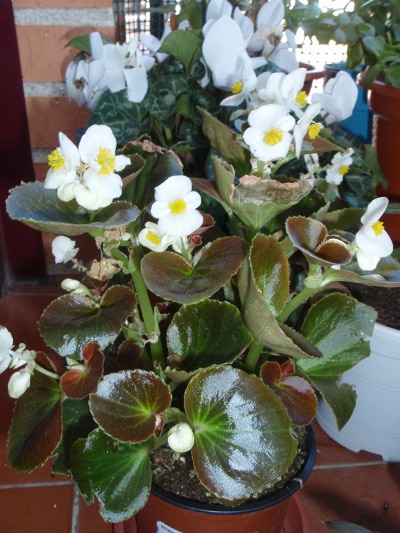 [Foto de planta, jardin, jardineria]