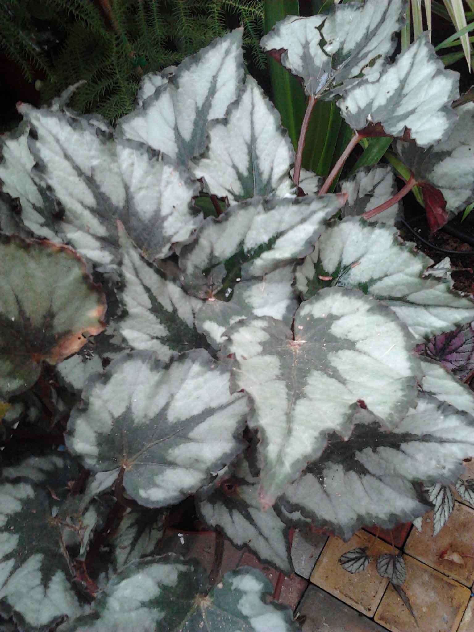 [Foto de planta, jardin, jardineria]
