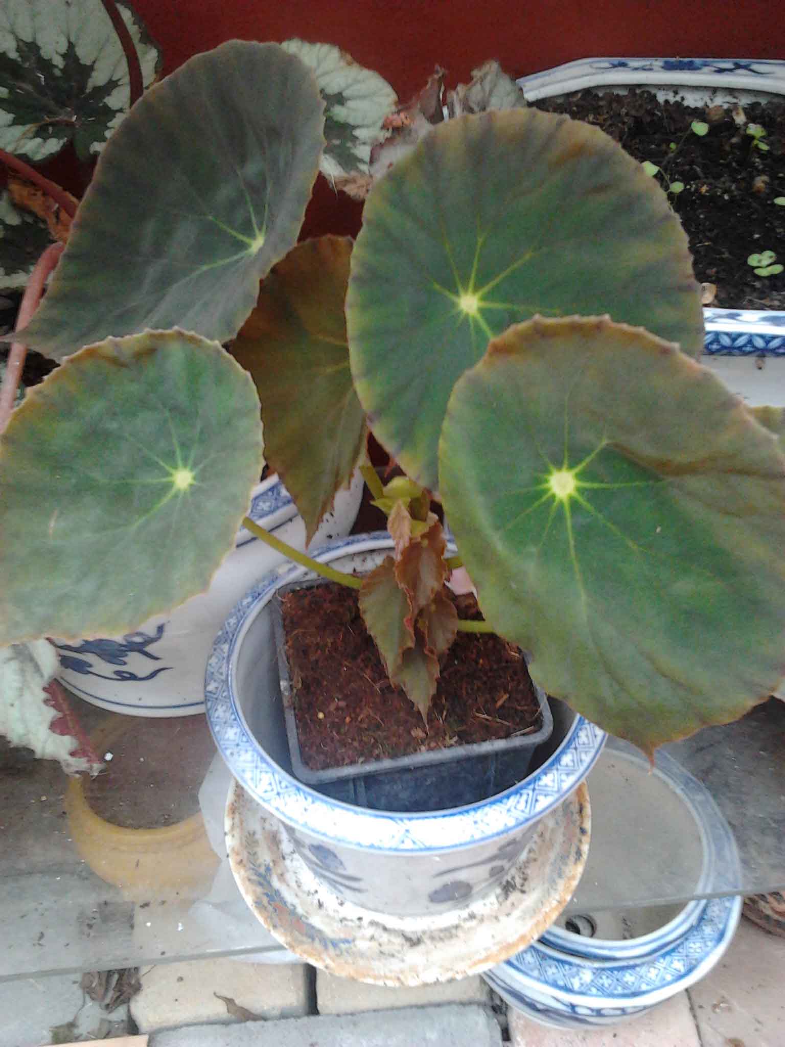 Varios temas sobre begonias