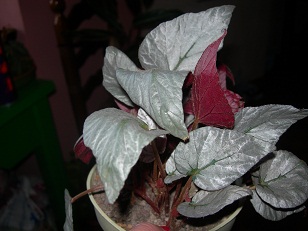 [Foto de planta, jardin, jardineria]