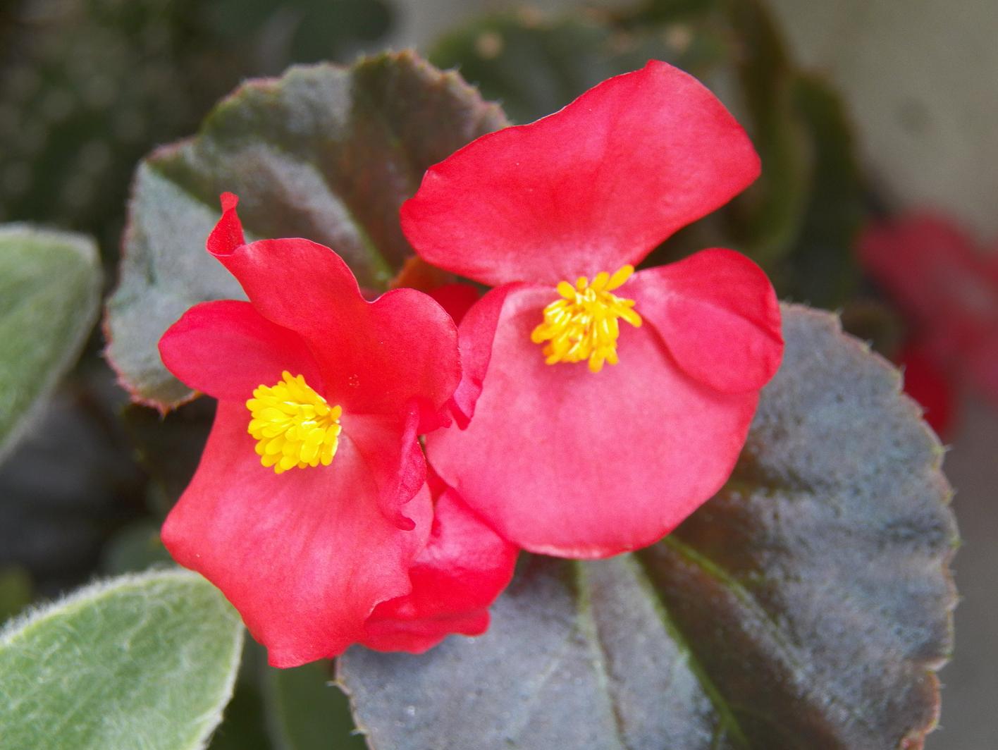 Varios temas sobre begonias