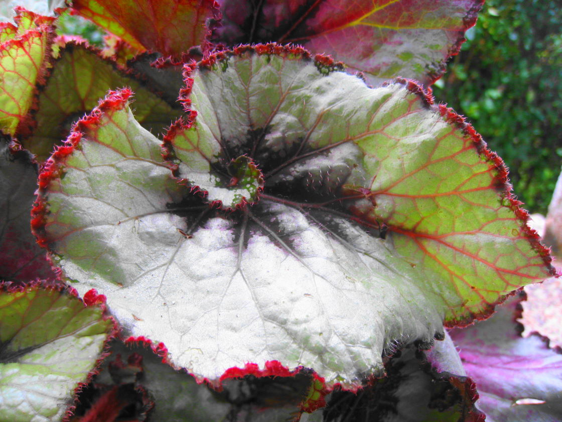 Begonia rex