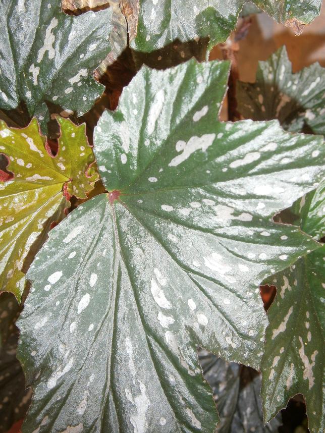 [Foto de planta, jardin, jardineria]