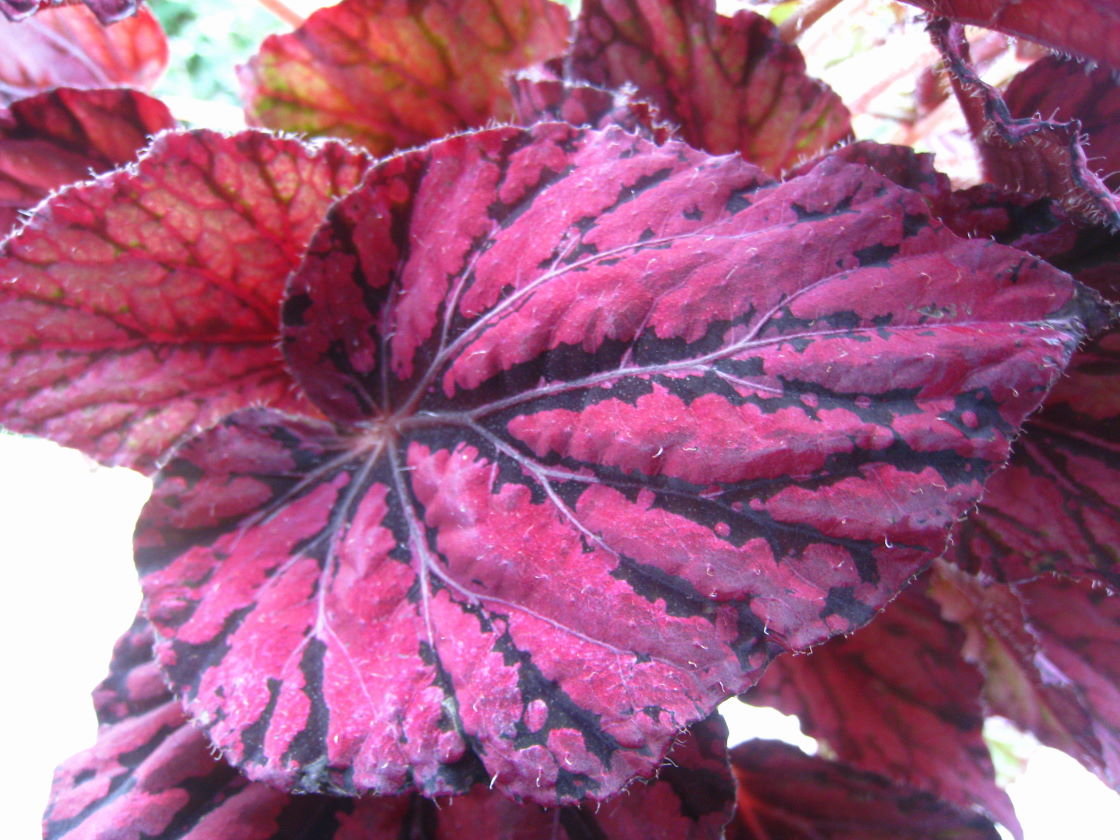 [Foto de planta, jardin, jardineria]