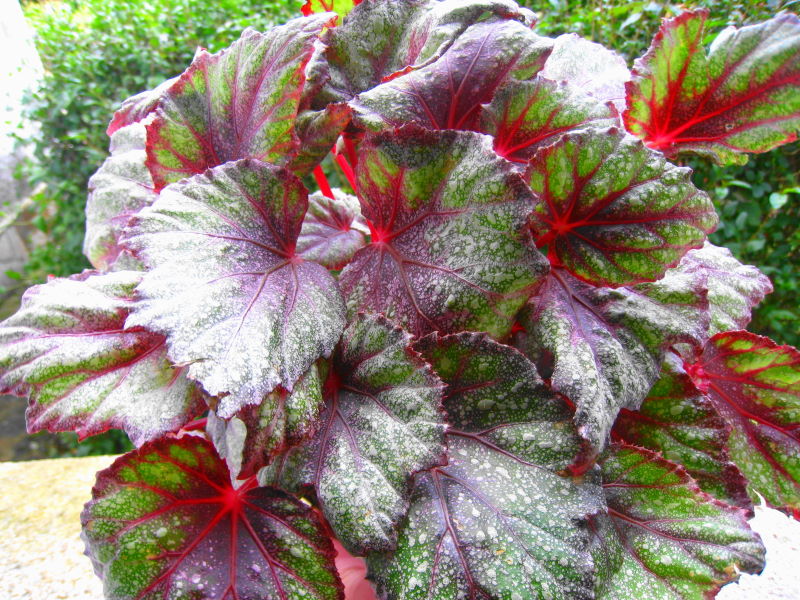 [Foto de planta, jardin, jardineria]